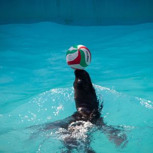 最后的胜利 伴奏