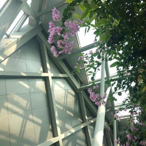 一棵会开花的树