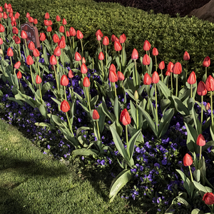 春日出游的自由