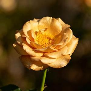 花颜诱人醉 (Cover 吴鑫宇)