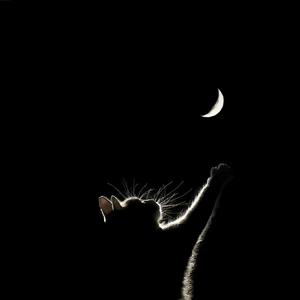 怎么会忘记你（翻自 王赫野/希林那依高）