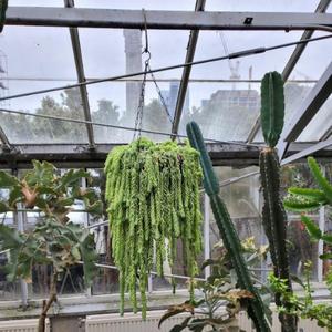 greenhouse ౿(৺.৺)↷