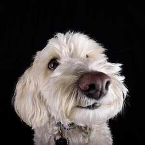 Lee Your Poop Clogs the Pipes