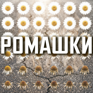 Ромашки