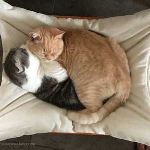 遥不可及的你（翻自 花粥）