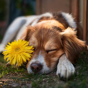 The Calm Of The Kennel