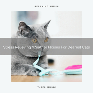 Stress Relieving Leaves Sounds Especially For Our Cats