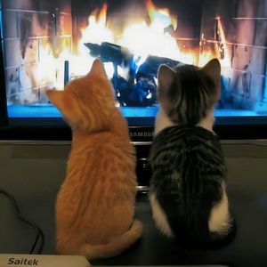 香芋（与你相遇