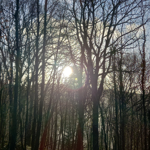 Llwybr Drwy'r Coed