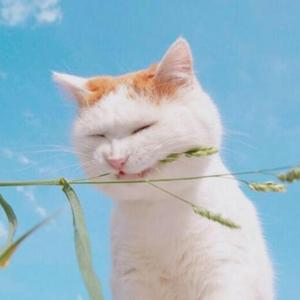 风犬少年的天空