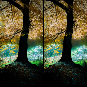 Branches of the Tree