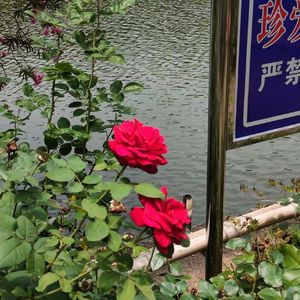 残酷月光（Cover林宥嘉）