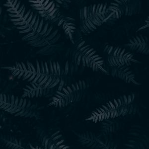 Maravillas De Media Noche