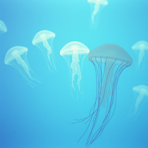 波間に眠るクラゲ