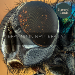 Black Coniferous Night