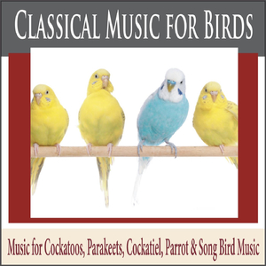 Fur Elise (Music for Birds)