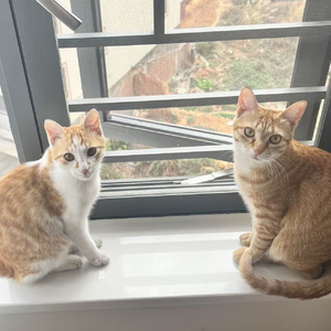 猫猫の恋爱物语