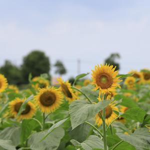 晴天不爱吃苦瓜