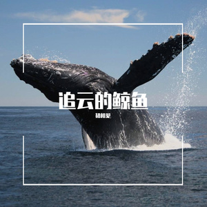 追云的鲸鱼