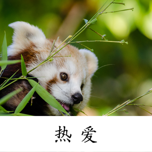 热爱