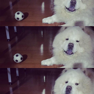 我们总是在寻找（Cover 花粥）