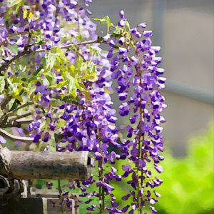 あなたと歩いた季節　～小さな庭のふじの花～