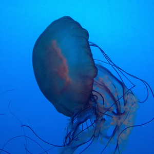 他在星期五的晚上失眠