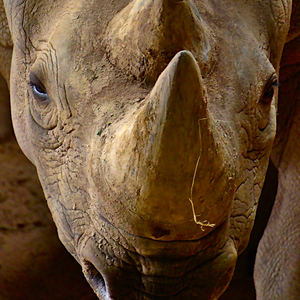 Rhino