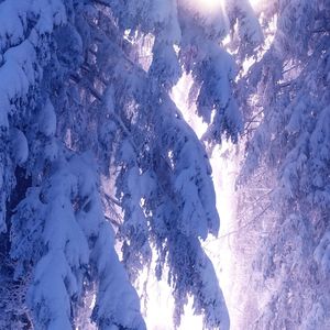 炉火映照的家谱