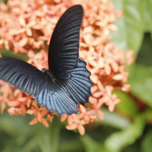 调笑令·胡马——林华老师作品