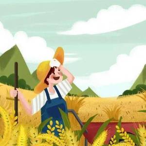 风吹麦浪（翻自 李健）