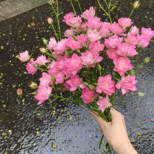 双城花语