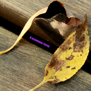 В осеннюю тоску