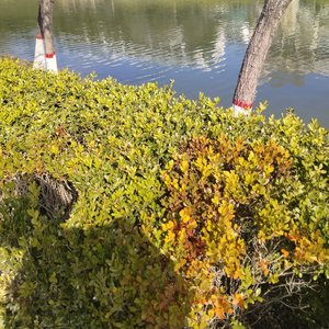 月落星霜改版