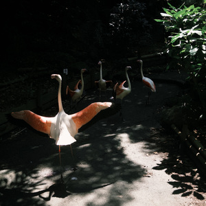 踱步的鸟没有烦恼