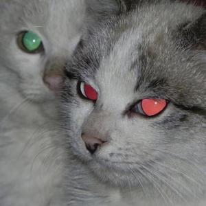 芳心纵火案（翻自Capper）新版