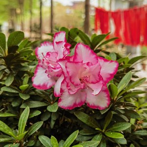 难道我们真的不可以在重来