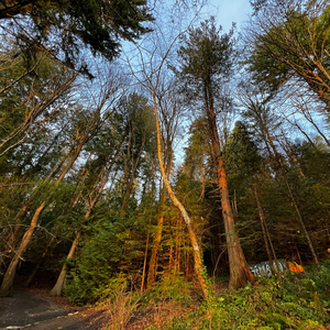 phantoms (feat. Nyanara)