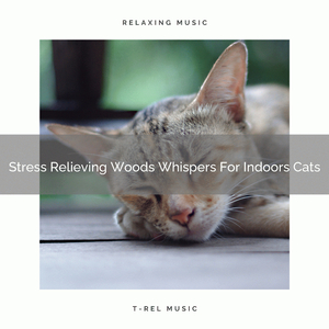 Calm Your Lost Cat With Beautiful Music