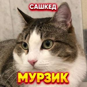 Мурзик