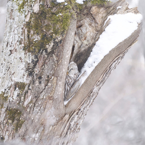 Frostbite (Feat. Bryan Segraves)