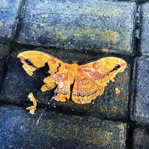 伴我同行 (骆鸿绪)