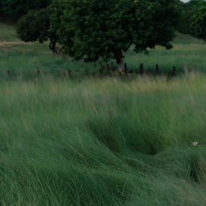 QingMingFestival Freestyle