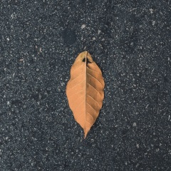 设汇没有遮天树,只有一物降一物