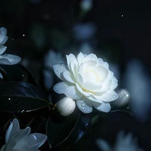 茶花开了（DJ）