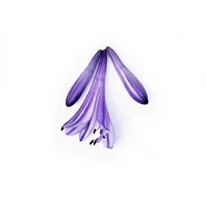 Migration (feat. Aida Shahghasemi)