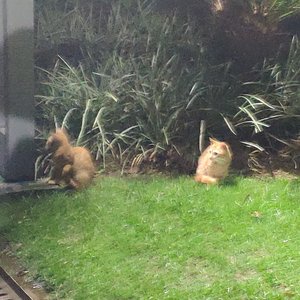 全世界陪我失眠(翻 汪苏泷)