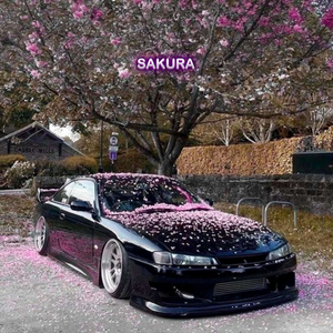 sakura