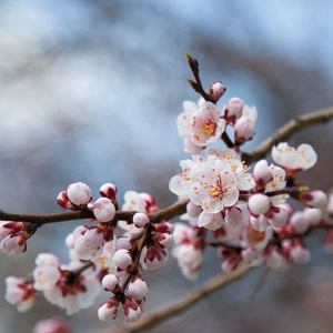 杏花落时茶幽香（翻自 清弄 / 许多葵）