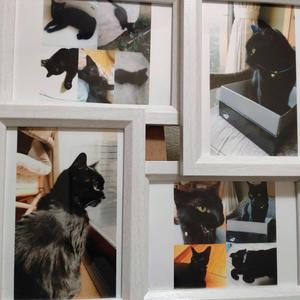 キミと☆ニャンダフルライフ